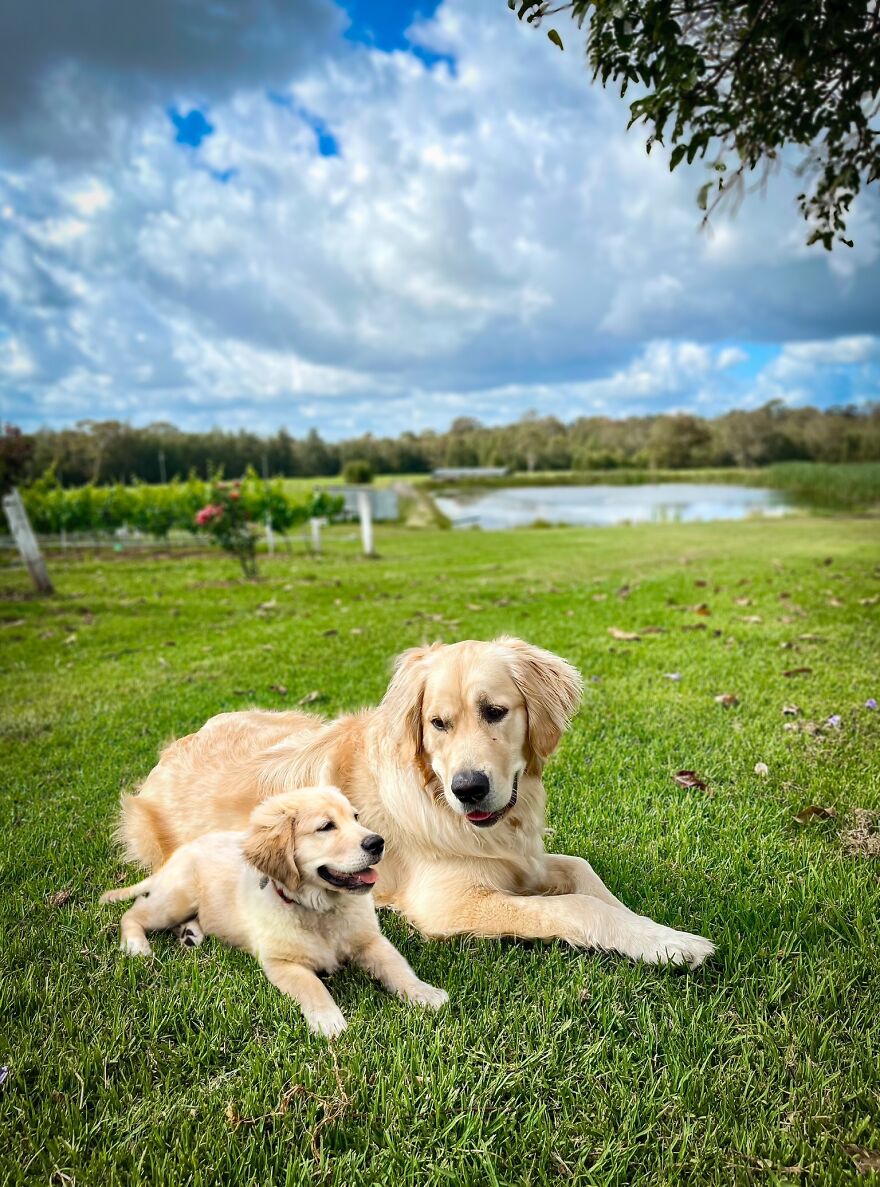 Digital Artist Combines Photos Of Dogs As Puppies And Adults Into One Wholesome Image