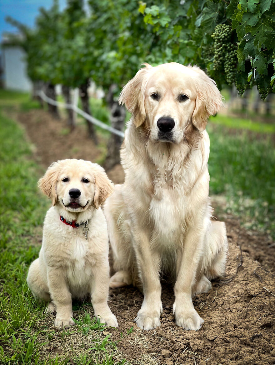 Digital Artist Combines Photos Of Dogs As Puppies And Adults Into One Wholesome Image