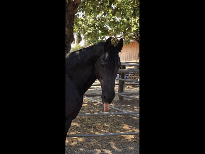 Jouke (You-Ka) The Womder Horse, My Soulhorse!