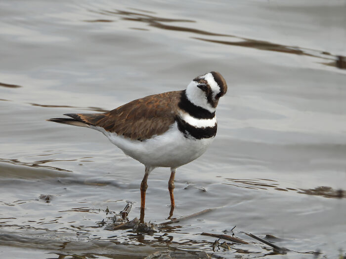 Curious Killdeer