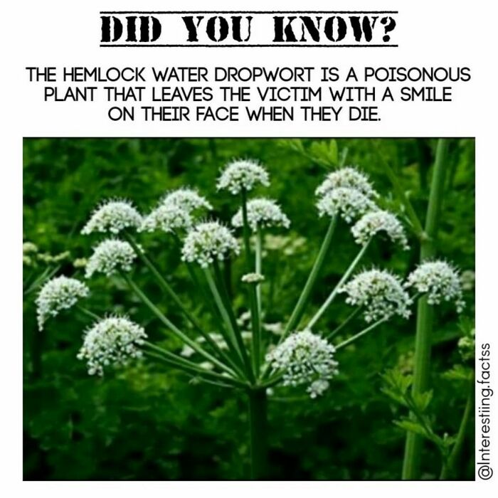 Interesting-Fascinating-Facts