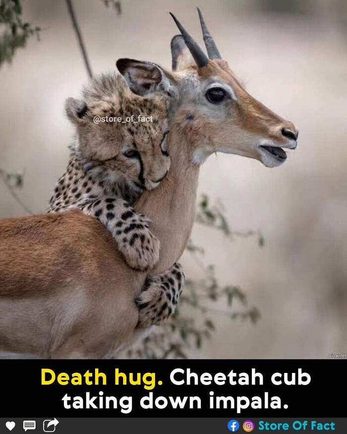 Store-Of-Crazy-Interesting-Facts