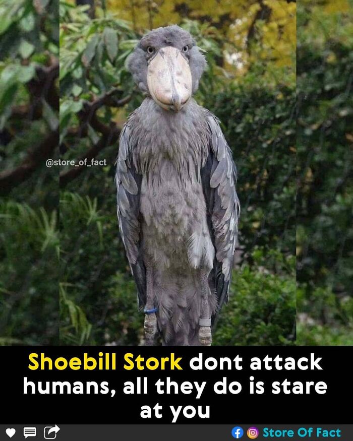 Store-Of-Crazy-Interesting-Facts