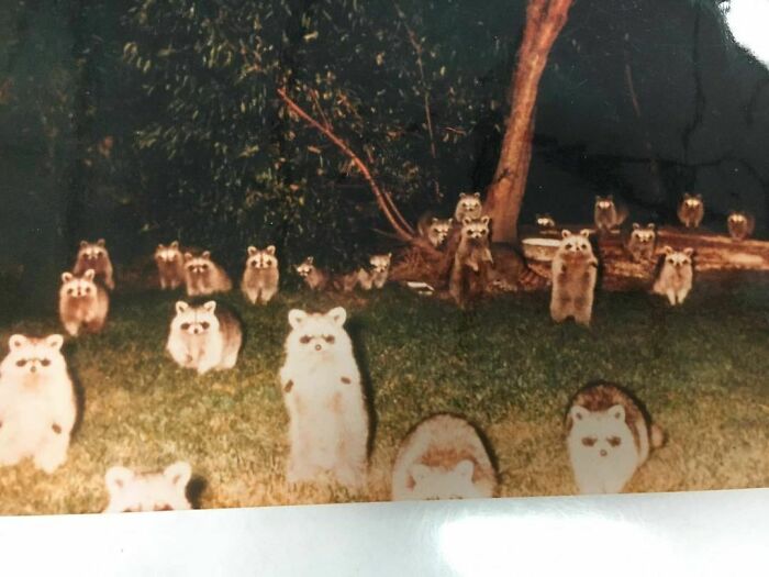 Group of raccoons gathered at night in a wooded area captured in an important historical photo perspective.