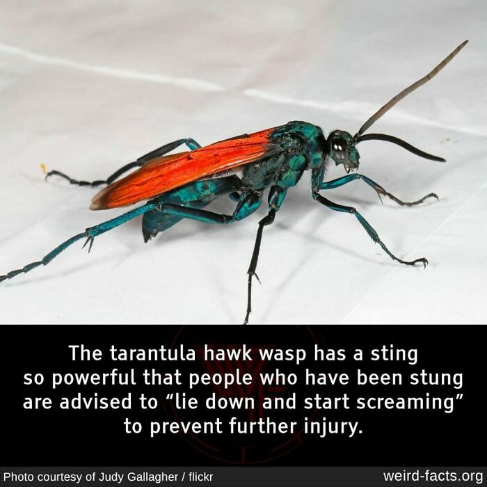 Weird-Interesting-Cool-Facts