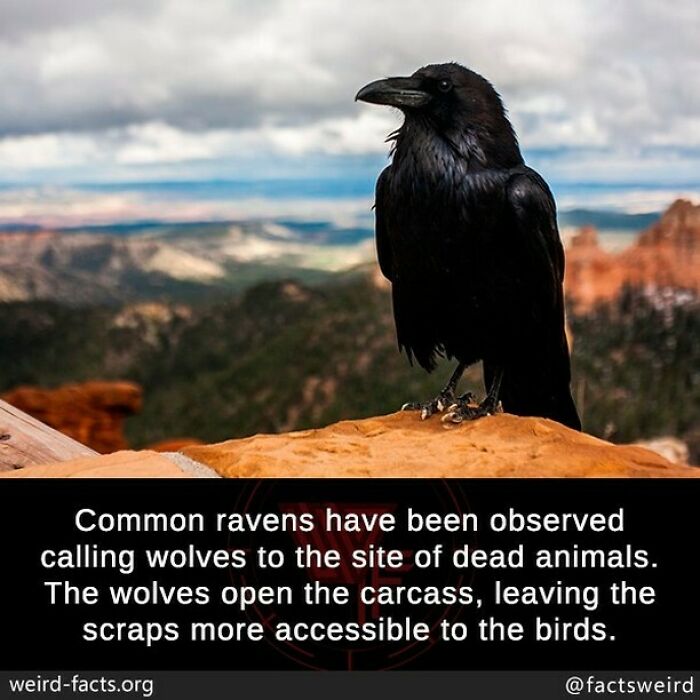 Weird-Interesting-Cool-Facts