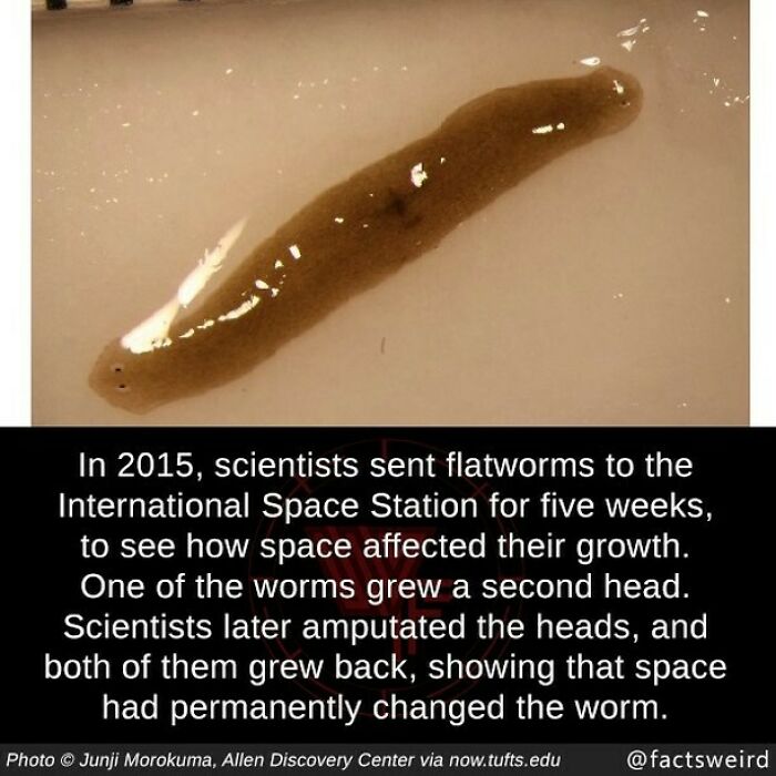 Weird-Interesting-Cool-Facts