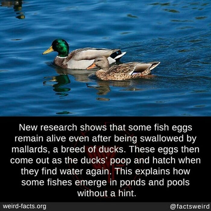 Weird-Interesting-Cool-Facts