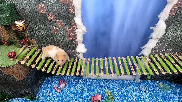 I Made A Bridge Challenge For My Hamster With 8 Levels Of Thrilling Obstacles