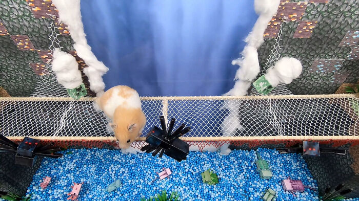 I Made A Bridge Challenge For My Hamster With 8 Levels Of Thrilling Obstacles
