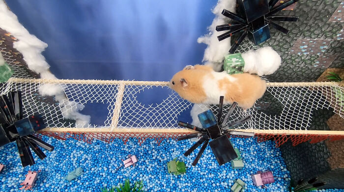 I Made A Bridge Challenge For My Hamster With 8 Levels Of Thrilling Obstacles