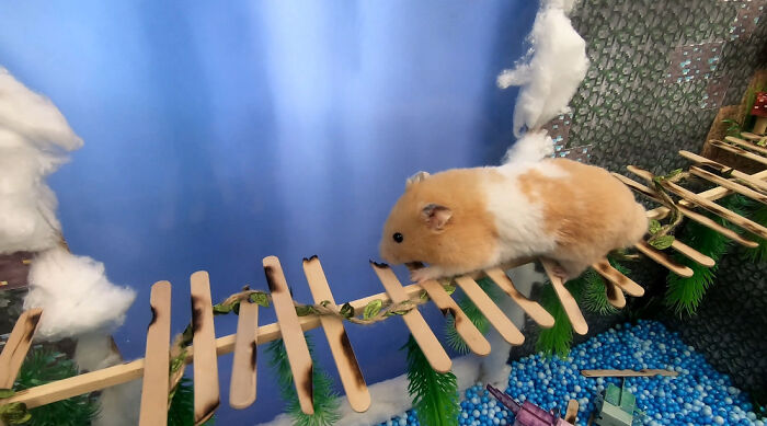 I Made A Bridge Challenge For My Hamster With 8 Levels Of Thrilling Obstacles