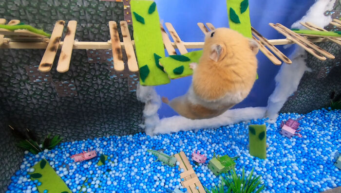 I Made A Bridge Challenge For My Hamster With 8 Levels Of Thrilling Obstacles