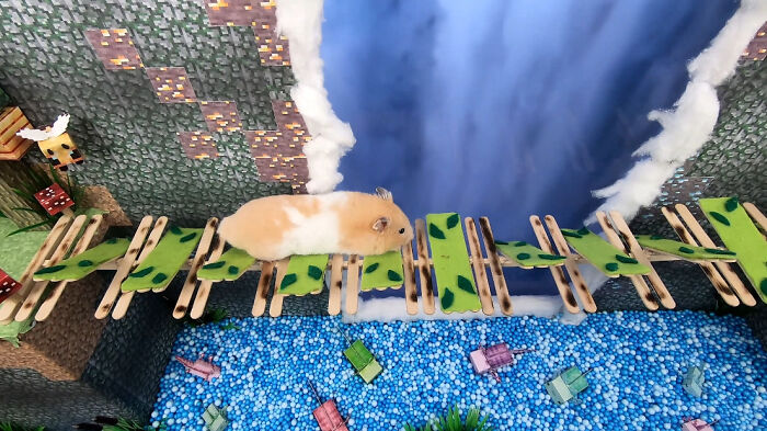I Made A Bridge Challenge For My Hamster With 8 Levels Of Thrilling Obstacles