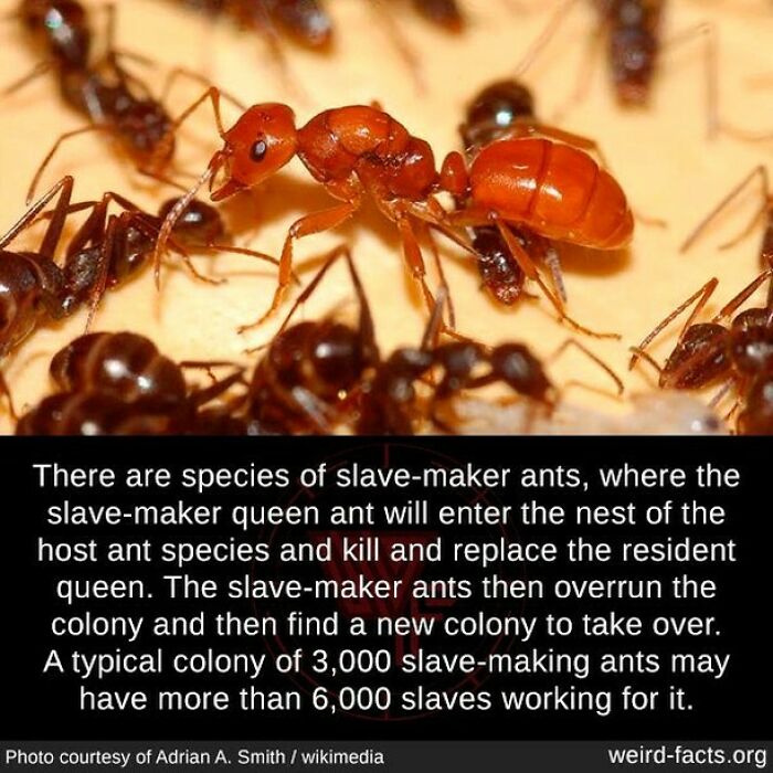 Weird-Interesting-Cool-Facts