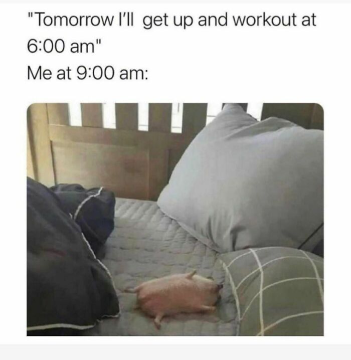 Small animal sleeping in a bed; a spicy meme about skipping morning workouts.