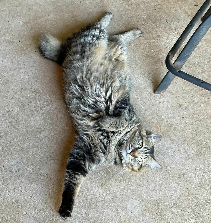 Fluffy cat breed with striking fur lounging on the floor, showcasing unique characteristics.