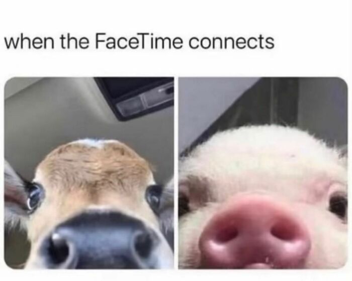 Cow and pig close-up selfies, humorous meme about FaceTime, part of spicy memes collection.