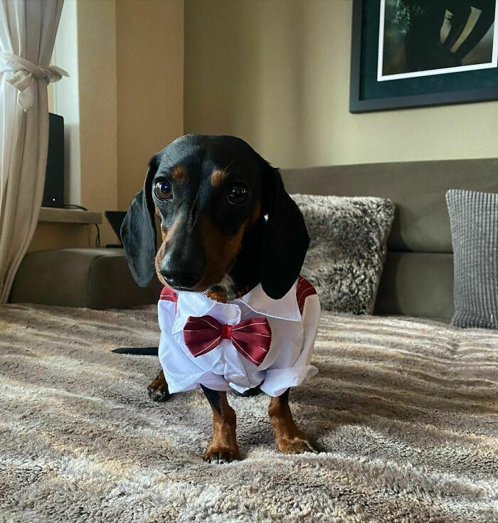 Black dog wearing clothes and looking