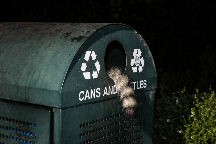 "Cities Gone Wild", Project Shows Wild Animals Adapting To Urban Environments