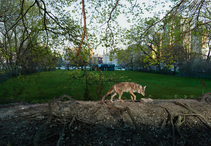"Cities Gone Wild", Project Shows Wild Animals Adapting To Urban Environments
