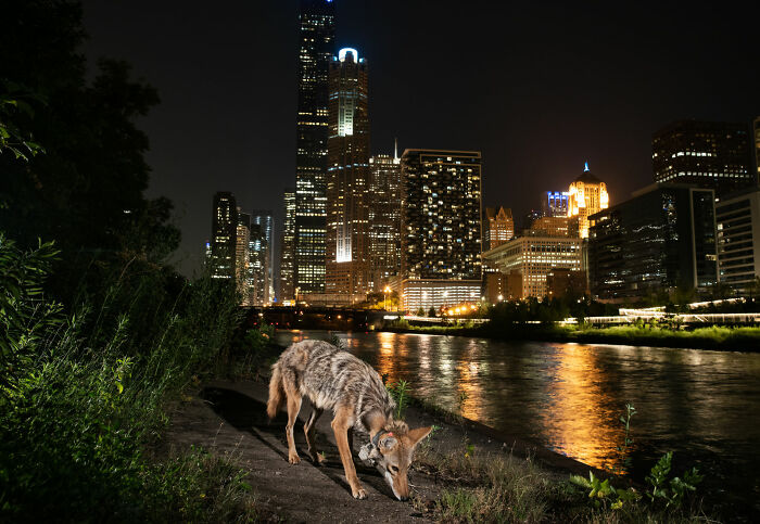 "Cities Gone Wild", Project Shows Wild Animals Adapting To Urban Environments