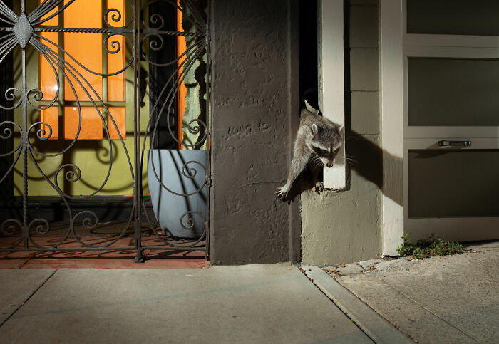 "Cities Gone Wild", Project Shows Wild Animals Adapting To Urban Environments