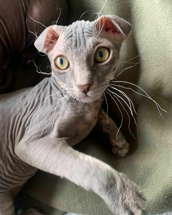 Unique cat breed with large eyes and wrinkled skin, showcasing distinct features on a green background.