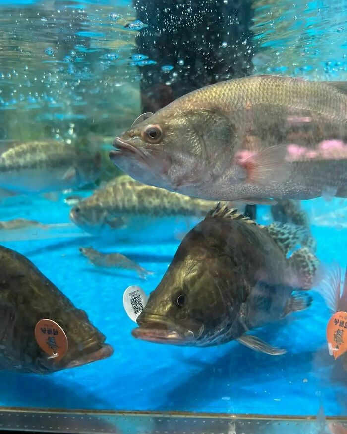 50 Ironic Pics That Perfectly Showcase The Absurdity Of Capitalism, As Shared On This Group