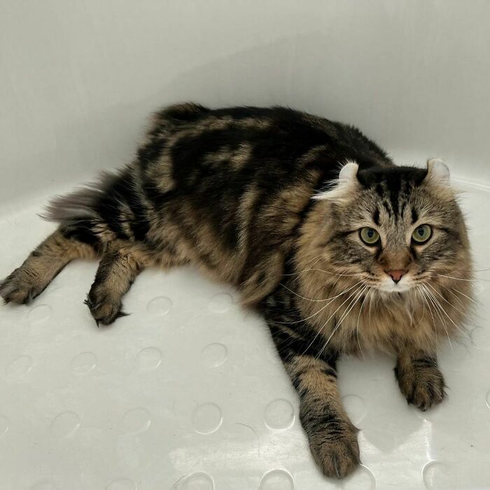 Fluffy cat with distinctive curled ears lying on a white surface, representing unique cat breeds.