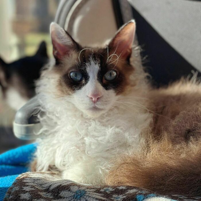 Curly-haired cat lounging on a colorful blanket, showcasing its unique breed features.