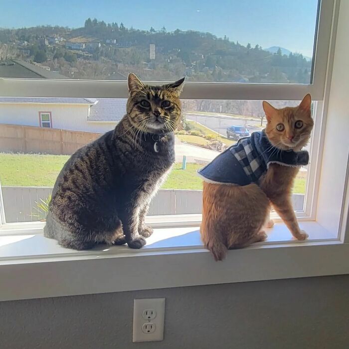 Two unique cat breeds sitting on a windowsill with a scenic view in the background.
