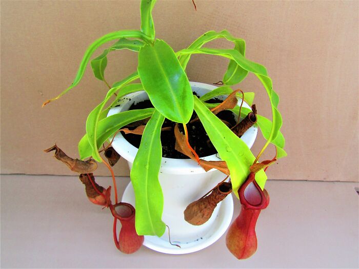 Pitcher Plant in a white pot 