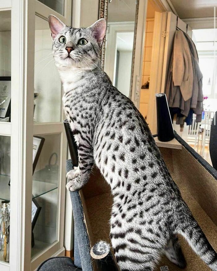 Spotted cat breed with green eyes standing indoors, showcasing its unique appearance.