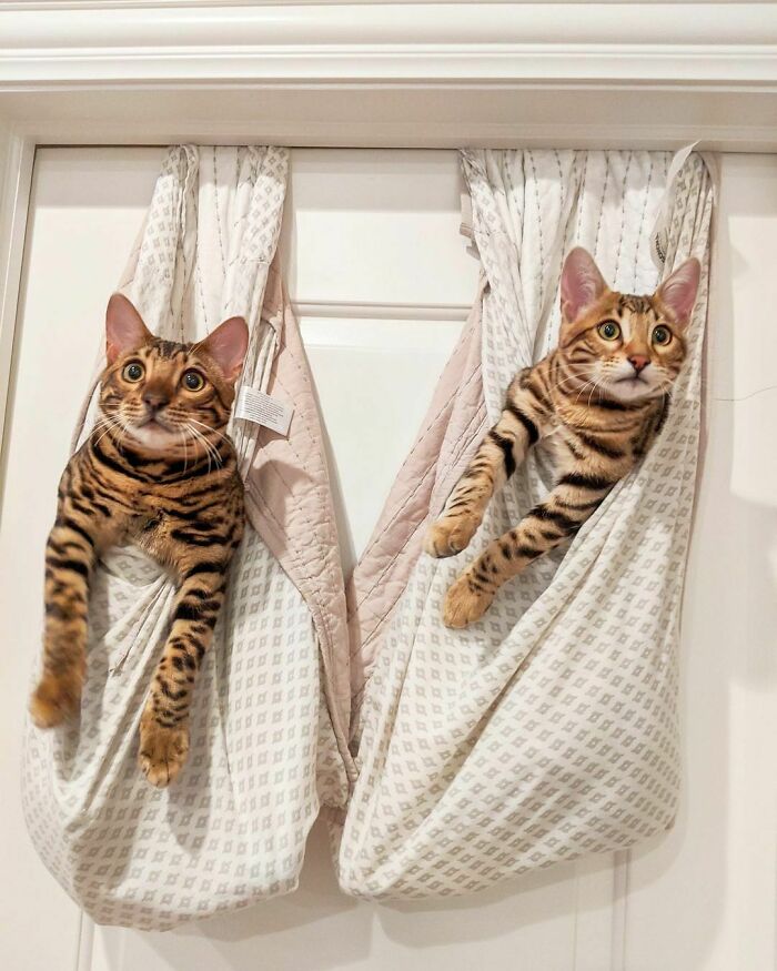Two unique Bengal cats lounging in hanging fabric slings against a door.