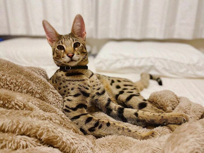 Spotted Savannah cat lounging on a bed, showcasing its unique breed characteristics.