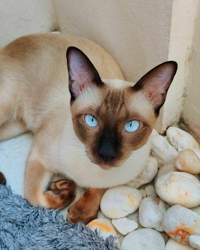 Unique cat breed with striking blue eyes, resting on white stones.