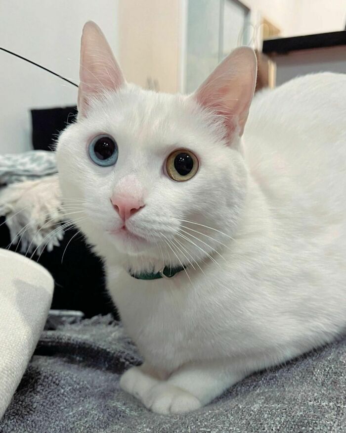 White cat with heterochromia, showcasing unique cat breeds with different colored eyes.