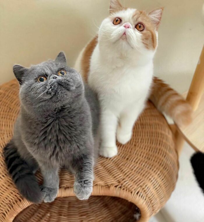 Two unique cat breeds sitting on a wicker chair, looking up.