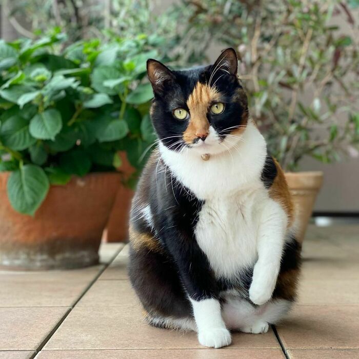 Unique cat breed with striking calico fur sitting on a patio, surrounded by potted plants.
