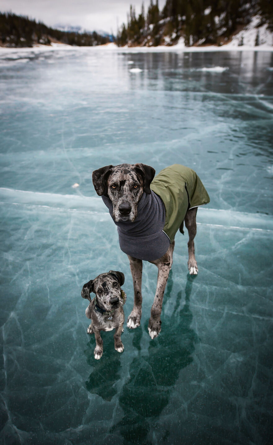 Digital Artist Combines Photos Of Dogs As Puppies And Adults Into One Wholesome Image