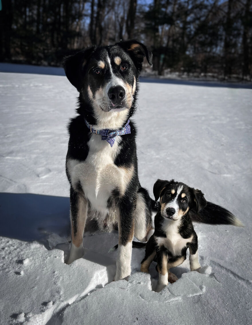 Digital Artist Combines Photos Of Dogs As Puppies And Adults Into One Wholesome Image