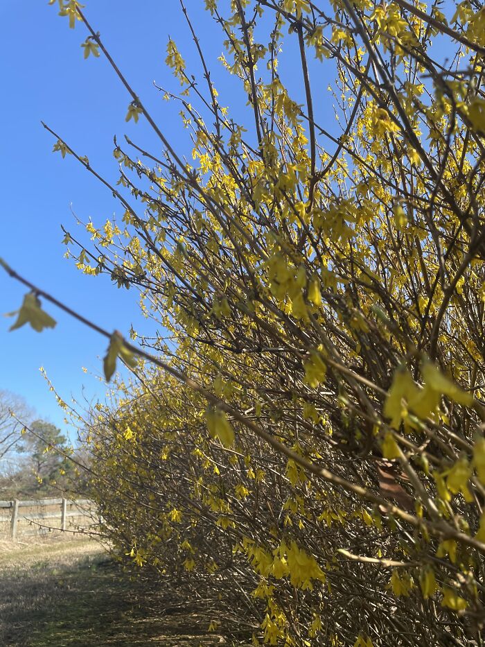 These Are Really Pretty