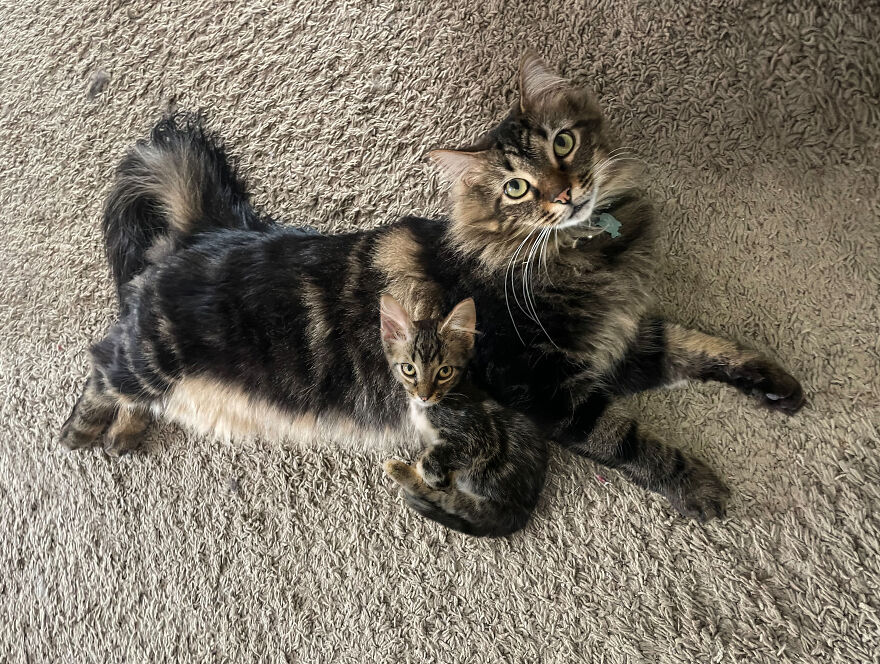 Digital Artist Combines Photos Of Dogs As Puppies And Adults Into One Wholesome Image