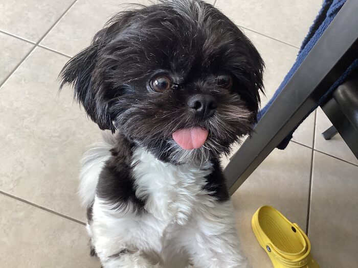 Hes So Small His Tongue Doesnt Fit In His Mouth