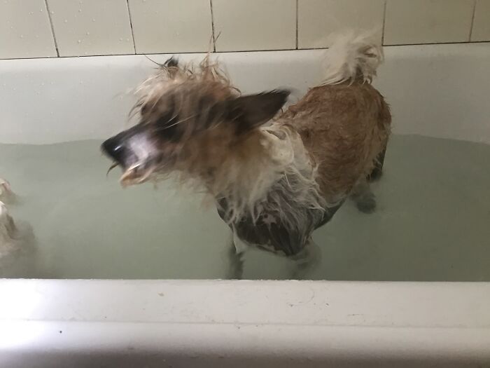 My Cute Little Rat Dogs They Make Me Happy