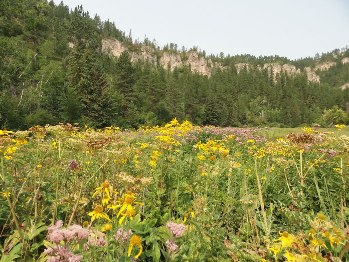Spearfish Canyon Nature Area, South Dakota, Us. I Work Here In The Summers