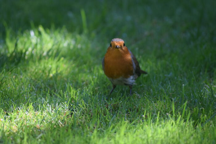 Staring Contest With A Robin