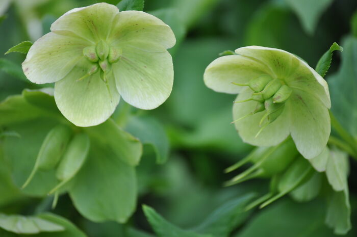 Green Flowers (Es)