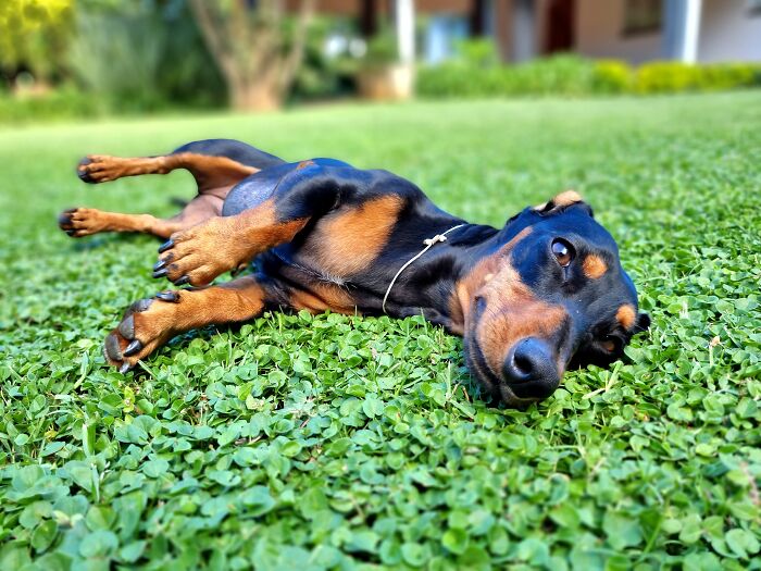 I Wrote A Children's Book About My Dog Named Vinkie I Wrote A Children's Book About My Dog Named Vinkie